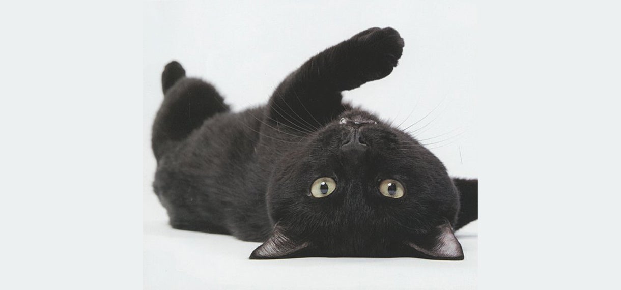 Cotton States Cat Show